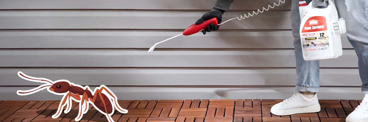 Ant Control Made Simple: How to Get Rid of Ants