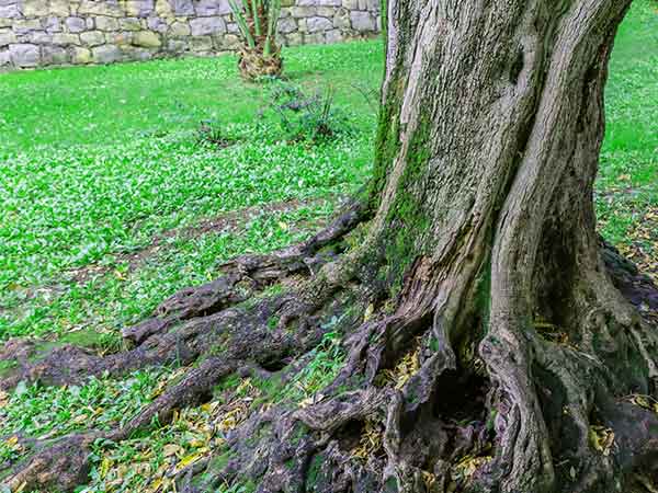 Exposed tree roots