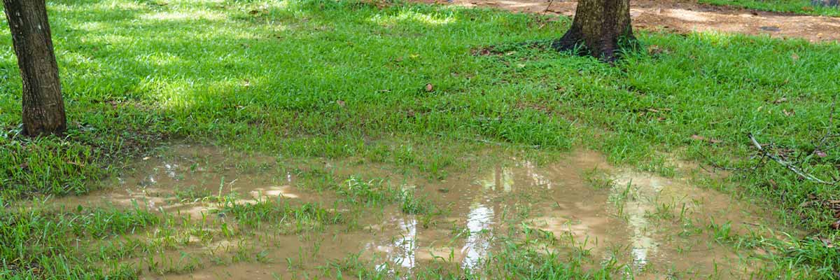 7 Solutions to Fix Yard Drainage Issues Quickly