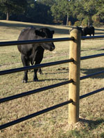 Priefert Fence