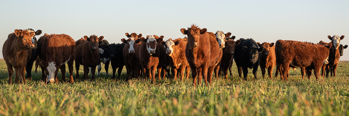 Farm and Ranch Outfitters Banner