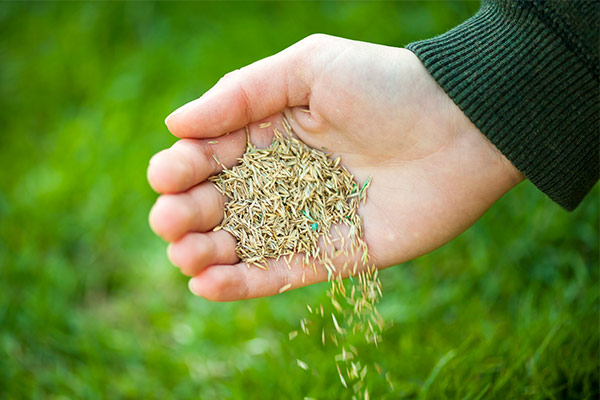 Lawn Seeding